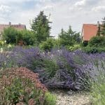 Levandulová zahrada Anette v Klapém