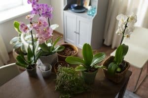 jak se postarat o květiny