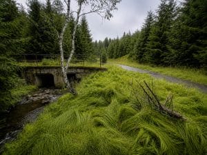 Cesta vedoucí lesem s mostem přes potok