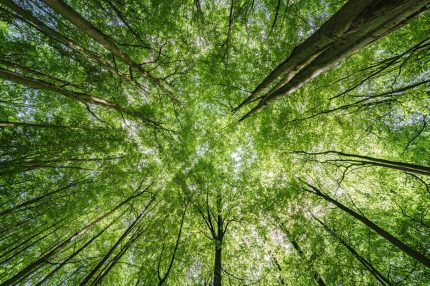 A,Breathtaking,View,Of,Vibrant,Green,Leaves,And,Tall,Trees